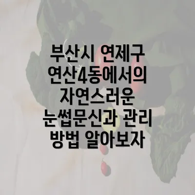 부산시 연제구 연산4동에서의 자연스러운 눈썹문신과 관리 방법 알아보자